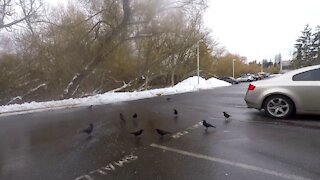 Celebrating New Years Day With A Murder of Crows