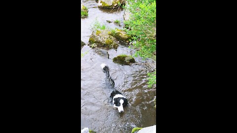 Terra Byte cools-off after a long walk