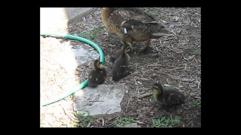 HILARIOUS! Ducklings Chasing Green Laser Pointer!