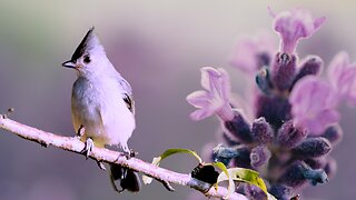 Soaking in Nature: Relaxing Music, Beautiful Birds and Stress Relief. Sleep Therapy...