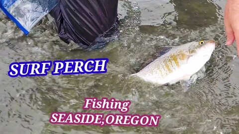 SURF PERCH FISHING- SEASIDE, OREGON 🇺🇸