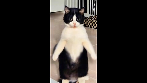 Funny Cat Dance | Trending Tiktok #catdance #meow #cat #funny