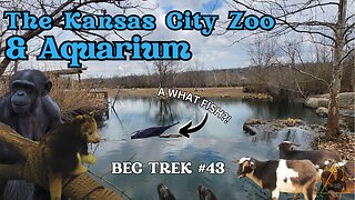Construction Updates and BABIES!!! | Kansas City Zoo & Aquarium | BEC TREK Episode 43
