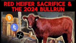 RED HEIFER SACRIFICE & THE 2024 BULLRUN