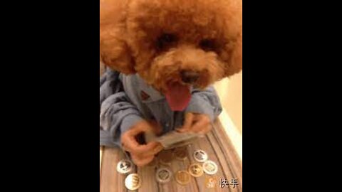 Dog helping counting money