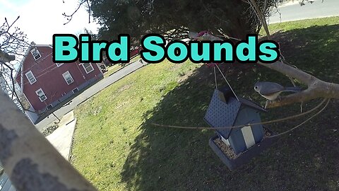 Bird Sounds Using GoPro Hero 5 Camera