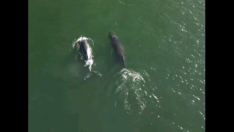 Whales in Pismo Beach