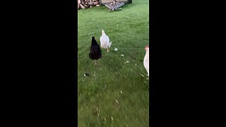 Chickens fighting over a moth ￼