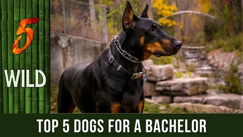 Top 5 Dog Breeds That Are Perfect For A Bachelor | 5 WILD