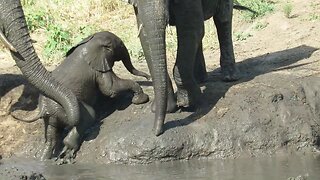 Struggling Baby Elephant Gets A Helping Trunk From Its Mother