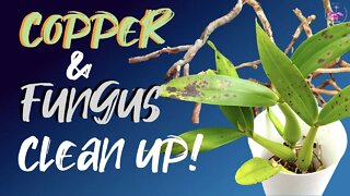 BIG CLEAN | Copper DETOX | Fungus REMOVAL | CHOP CHOP | Saving #Panaricabrassavolae from myself!