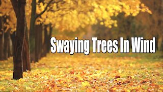Relaxing Music | Leaves Falling sounds | Autumn Trees in the Wind | Nature sounds for deep sleep