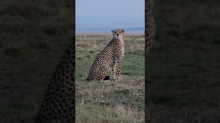 Maasai Mara Sightings Today 29/08/21 (Lions, Cheetah, Leopard, etc) | Zebra Plains | #shorts