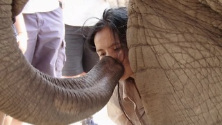 Emotional Elephant Shows Deep Affection Towards Human Friend