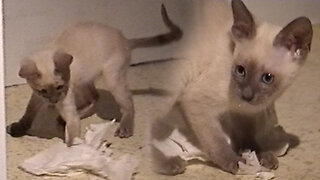 Cute Blue Point Siamise Cat Attacks Innocent Paper Tissue