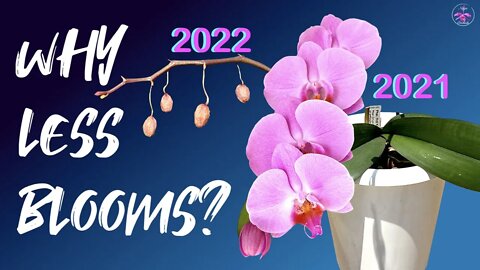 Why you have less blooms on your #Phalaenopsis | Why #Phalaenopsis buds blast