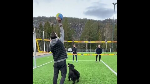 Amazing dog plays volleyball with people #shorts #dog #volleyball