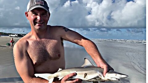 How to catch SHARKS from the beach with cut bait