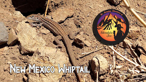 Whiptail Lizard (New Mexico)
