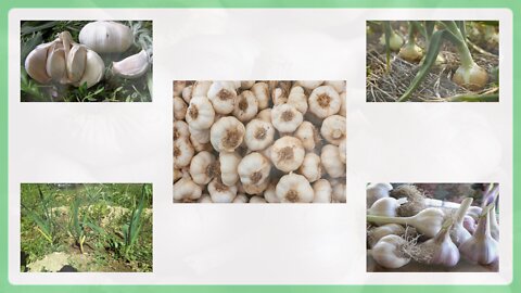 7. Garlic helps fight viruses, fungi and bacteria (Allium sativum)