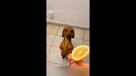 Dogs vs Lemons 🤣