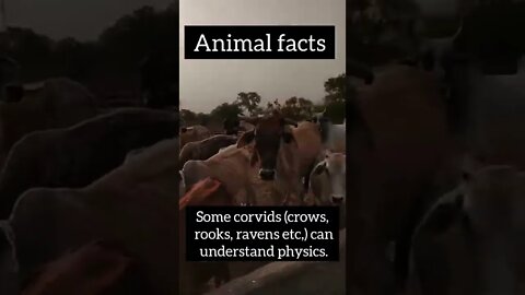 Interesting Animals facts #shorts #science
