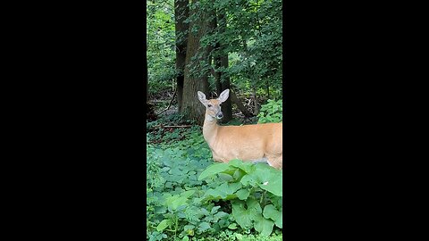 West Bloomfield, Michigan deer siteing