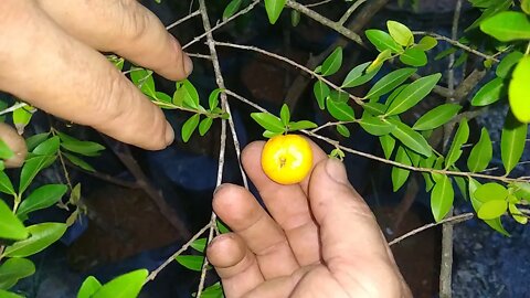 frutiferas produzindo em vaso maçã verde uvaia pêssego mixirica morango goiaba tailandesa...