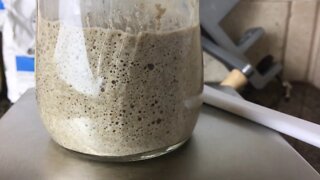 Saturday Projects™.com | Sourdough starter 2 - First feeding at 36 hours nice fermentation bubbles