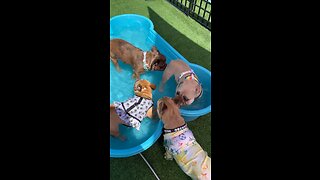 Frenchie Pool Party