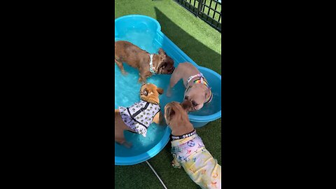 Frenchie Pool Party