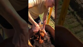 She Grew SWEET POTATOES! 🍠❤️👍 #shorts #garden #harvest