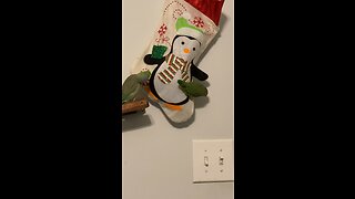 Two Parrotlets Try to Break Into a Stocking