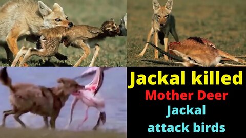 || Wild animals || wild life || jungle || jackal attack deer 2022 ||
