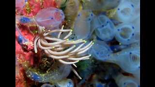 Nudibranchs: The Real-Life Pokemon?