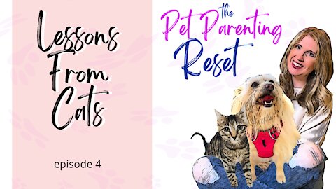 Lessons From Cats | The Pet Parenting Reset, episode 4