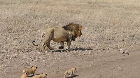 Lion Dad Tries To Ditch His Kid