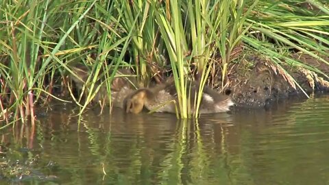Ducklings Hiding in Grass Near Riverbank