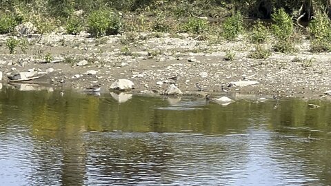 Water fowls Humber River James Gardens Toronto