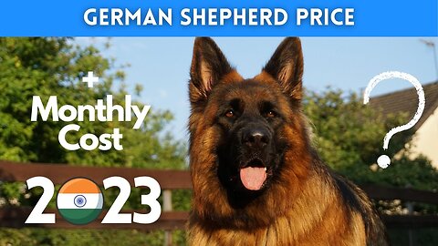 German Shepherd Dog Price in India 2023 (Monthly Expenses Included)