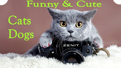 Cutest kittens and puppies video Funny and cute pets Cats Dogs