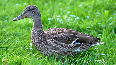 Just A Duck, Female Mallard Duck