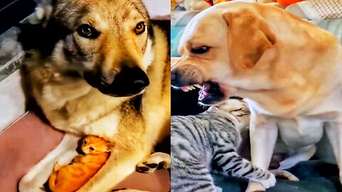 CATS vs DOGS 🐱🐶 What they allow themeselves 🤣 FUNNY ANIMALS VIDEOS 2023