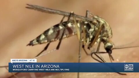 Mosquitoes carrying West Nile virus multiplying in the Valley