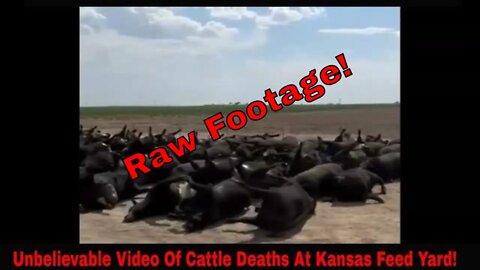 A Logical Take On The Cattle Deaths In Kansas Feed Yard! (Video)