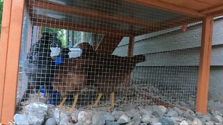 My Backyard Chickens - Episode 43
