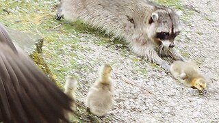 Raccoon Hunting Baby Gosling Attempt And Geese Defense