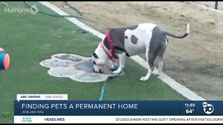 Pet of the Week: Leia