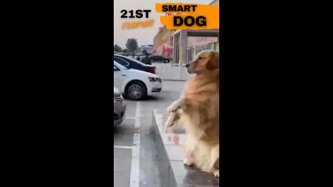 Smart Dog 21st Century