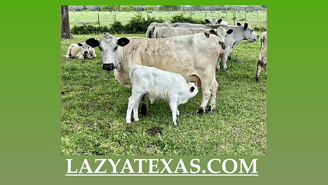 Grassfed, grass finished beef for TEXAS!